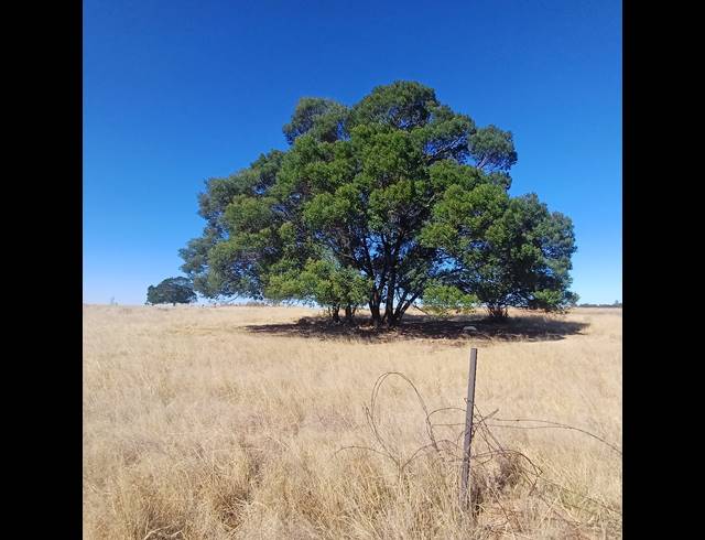 8.50HA VACANT LAND FOR SALE IN WITKOP